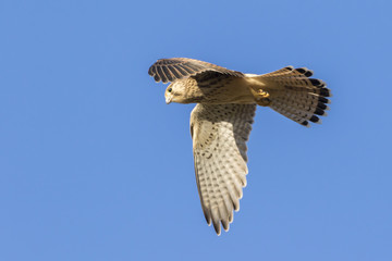Turmfalke (Falco tinnunculus)