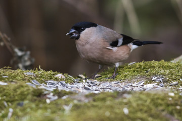 Gimpel (Pyrrhula pyrrhula)