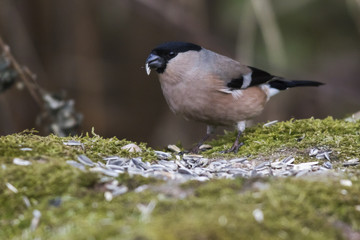 Gimpel (Pyrrhula pyrrhula)