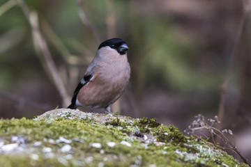 Gimpel (Pyrrhula pyrrhula)