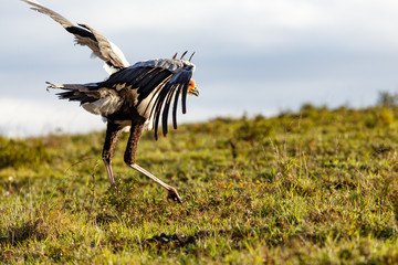Secretary Bird chasing the birds