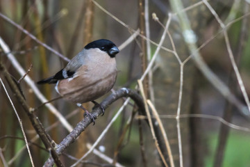 Gimpel (Pyrrhula pyrrhula)