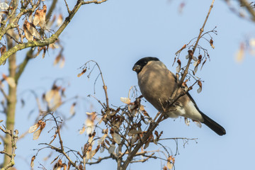 Gimpel (Pyrrhula pyrrhula)