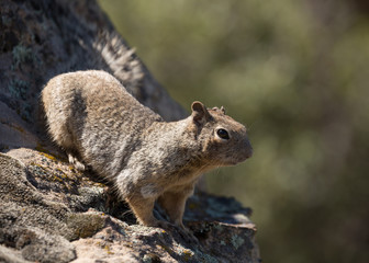 Squirrel on a lichen covered rock with a green background