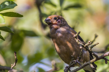 Gimpel (Pyrrhula pyrrhula)