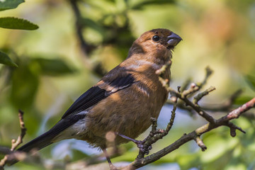 Gimpel (Pyrrhula pyrrhula)