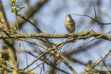 Nachtigall (Luscina megarhynchos)