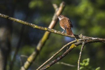 Nachtigall (Luscina megarhynchos)
