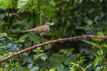 Nachtigall (Luscina megarhynchos)