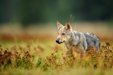 Fototapeta na wymiar Wolf cub staring in colorful grass