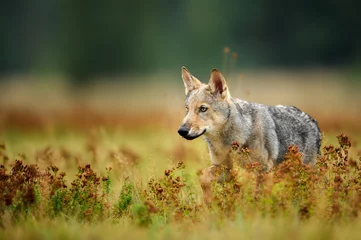 Papier Peint photo autocollant Loup Wolf cub regardant dans l& 39 herbe colorée