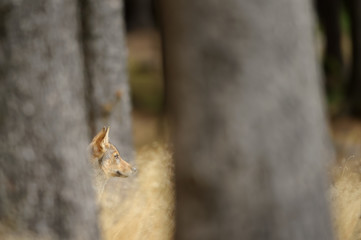 Hidden wolf cub head between trees and yellow grass