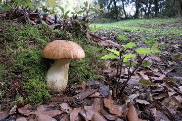 Boletus In Etna National Park, Sicily