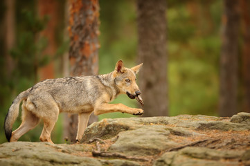 Wolf cub with bark in his mouth