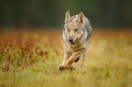 Running wolf cub from front view