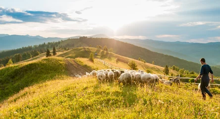 Foto op Aluminium Mountain range at sunset. A herd of sheep in the mountains. Beautiful mountain landscape view. Shepherds' Home in the Mountains © trofalena