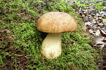 Boletus In Etna National Park, Sicily