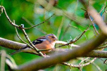 A Charffinch resting on a tree branch