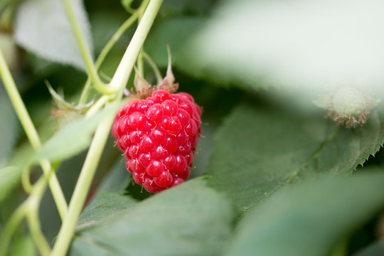 Organic ripe red raspberries on the bush.