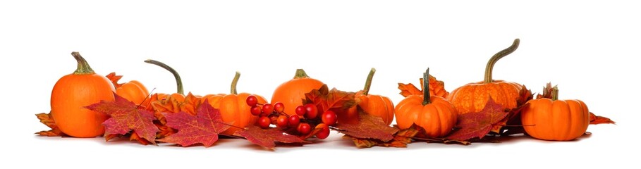 Long border of mini pumpkins and red fall leaves isolated on a white background