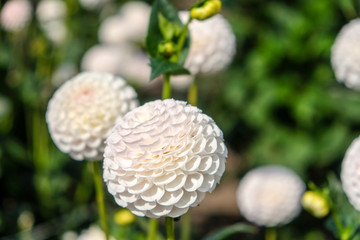 White Dahlia