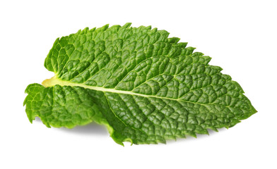 Fresh mint leaf on white background