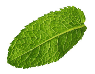 Obraz premium Fresh mint leaf on white background