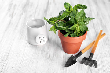 Pot with fresh mint on wooden table