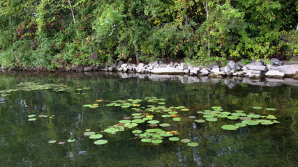 Lilly pads on a rivers edge with rocks and trees