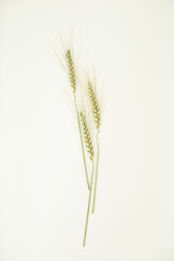 Fototapeta premium Isolated Wheat on White Background