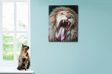 Domestic cat looks in awe at a photo of a lion
