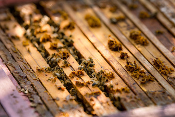 pszczelarz dokarmia pszczoły przed zimą - obrazy, fototapety, plakaty