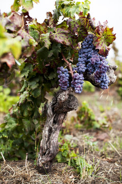 Grapes Growing on Old Vine in Vineyard