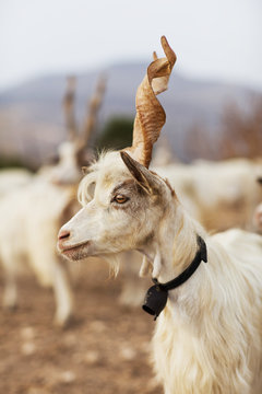 Sicilian Capre Girgentane Goats