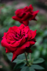 Red roses 