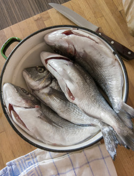 Gutted Gilt-head Bream ready to be cocked