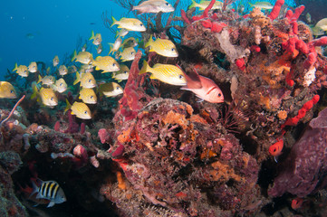 Naklejka na ściany i meble Schooling fish on a reef in south Florida