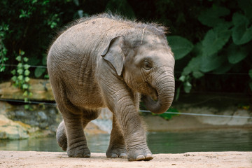 elephant