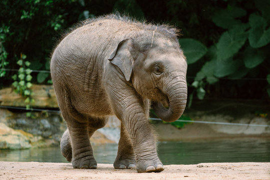 elephant