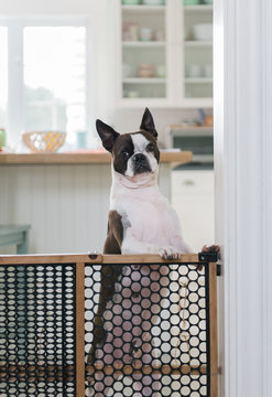 Boston Terrier Trapped Behind A Baby Gate