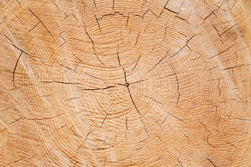 Tree growth rings on fresh cut evergreen tree