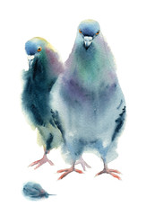 Watercolor painting. Two doves on a white background.