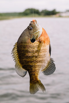 Bluegill hanging on fishing line.