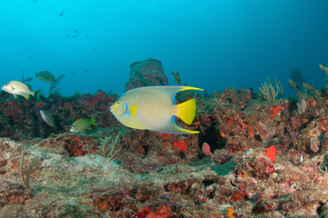 Fototapeta na wymiar Schooling fish on a reef in south Florida.