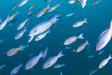 Schooling fish on a reef in south Florida.