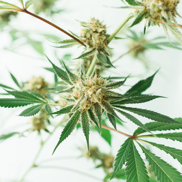 marijuana plant on blue background