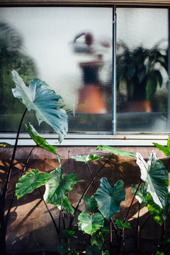 Taro plants outside greenhouse