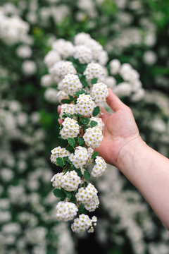 Female hand holding fragrant Spiraea branch