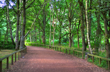 Fototapeta premium A wide sunlit footpath passes between oak and silver birch trees in Sherwood Forest..