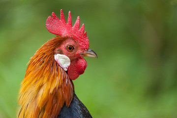 a german cock portrait on green background